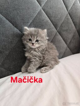 Škótske mačiatka - 3