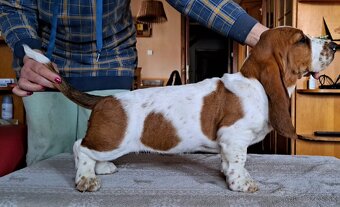 Basset Hound - 3
