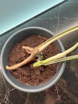 Monstera Albo - 3