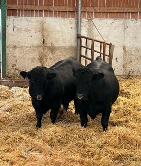 Plemenní býci Aberdeen Angus - 3