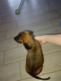 Bavorský farbiar - 3