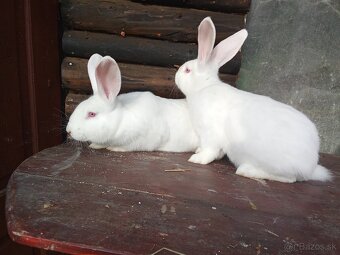 Predám alebo vymením za samicu - 3