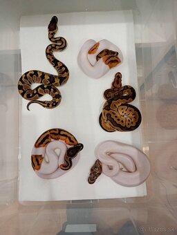 P. Regius.Pyton kralovsky - 3