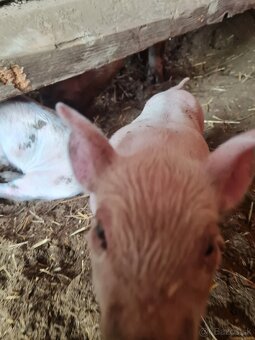 Odstavčata kanec - ešte nevyrezany - 3