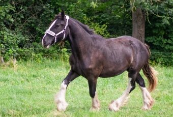 Shire horse klisna - 3