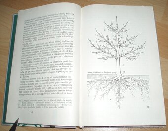 Rez a tvarovanie ovocných drevín - 3