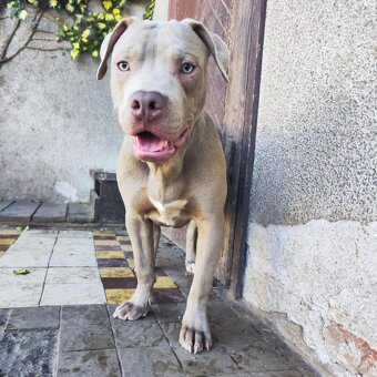 Americký pitbulterier pitbul pitbull silver lilac rare Topp - 3