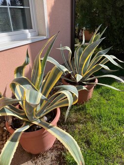 Agave americana ‘Marginata’ - 3