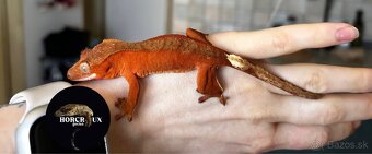 Pagekón riasnatý - Correlophus ciliatus red - 3