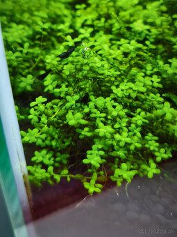 Krevetky neocaridina - 3