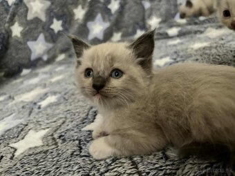 Ragdoll - 3