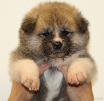 Akita inu šteniatka s rodokmeňom - 3