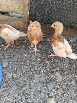 Kuriatka, kurčatka, sliepočky, nosnice - 3