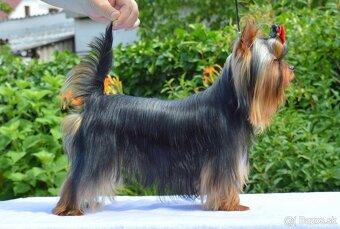 Yorkshire Terrier, York, Jork, Yorkshirsky teriér, šteniatka - 3