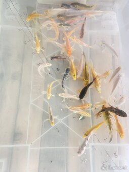 Koi kapre koi kapor jazierkové ryby koi Karas karasy - 3