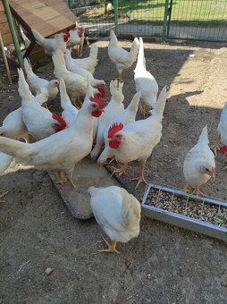 Leghorn kohúty 11-týždňové - 3