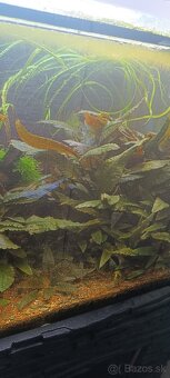 Predám rastliny - 3