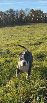 American Bully XL - 3