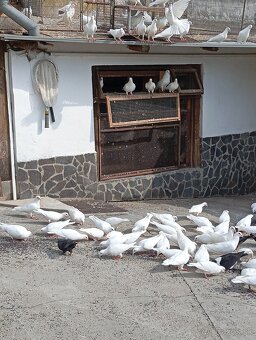 Biele poštové holuby - 3