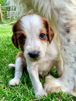 Welsh Springer Spaniel - šteniatka - 3