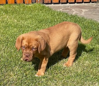 Bordo doga Dogue de Bordeaux - 3