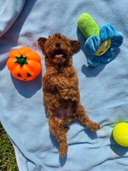 Pudlik, pudel toy-mini -Poodle - 3