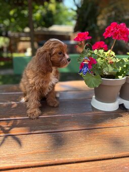 Cavapoo - 3