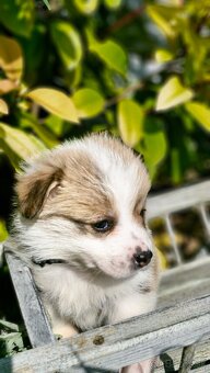 Welsh Corgi Pembroke - 3