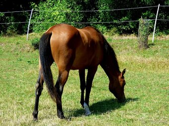 QH kobyla - 3