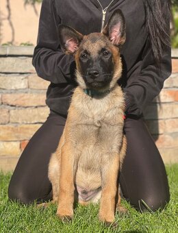 Belgický ovčiak- Malinois s PP - 3