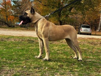 Presa Canario - 3