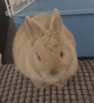 Predám zakrslých zajačikov - 3