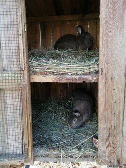 Viedenský divoko sfarbený - 3