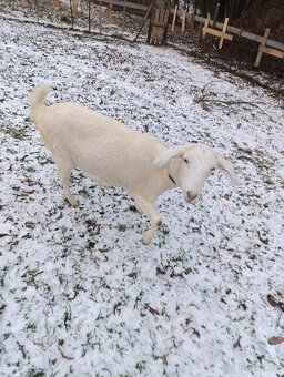 Podielové AN kozičky - 3