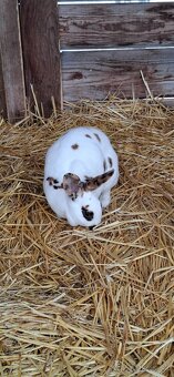 Predám malý chov mäsových králikov. - 3