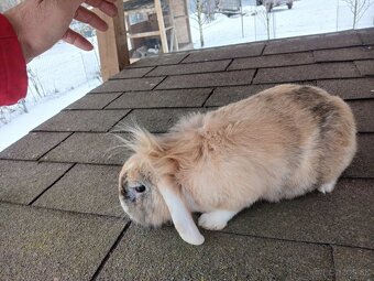 Zakrslý králik - 3