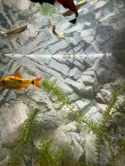 akvarijné rybičky - 3