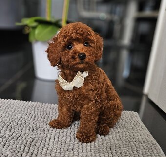 Trpasličí pudl, pudel, Miniature Poodle - 3