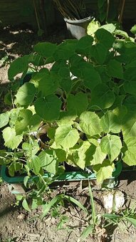 Paulownia Tomentosa - 3