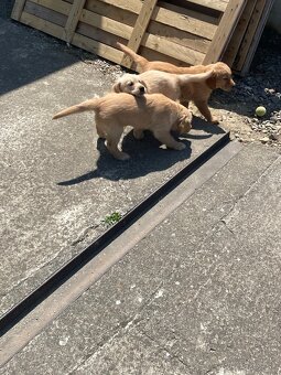 Zlaty retriever, Golden retriever - 3