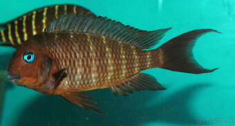 Tropheus nkonde bright yellow, moliro , maswa , ikola - 3