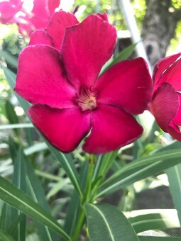 Predám OLEANDRE..OLEANDER - 3