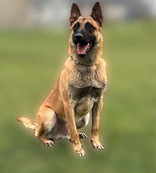 Belgický ovčiak - šteniatka - 3