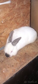 Kalifornský kralik - 3