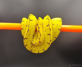 Morelia Viridis - 3