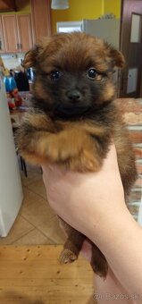 Pomeranian spic - 3