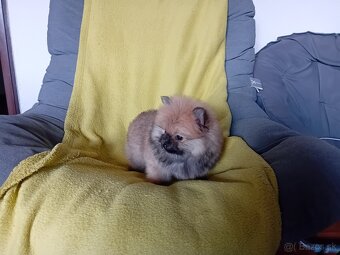 POMERANIAN - 3