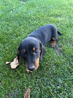 Jazvečík krátkosrsty - 3