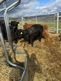 Predám teliatka plemena Highland- škótsky náhorný dobytok - 3