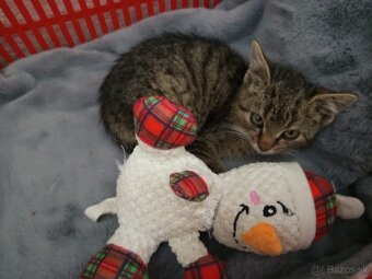 Nájdené mačiatko - 3